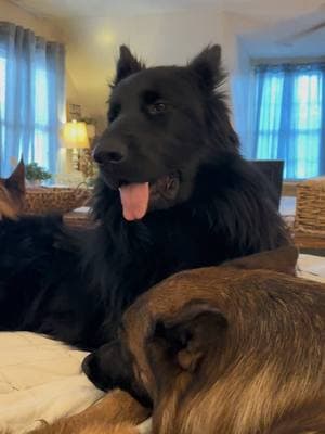 mornings with our dogs #graystonefarmsgsd #charlie #gsdoftiktok #blackgermanshepherdsoftiktok #blackgsd #dogsoftiktok #mornings #dogmomlife 