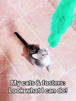 They love the feather toy!😻 #cats #catsoftiktok #catlady #kittens #kittensoftiktok #fosterkittens #funwithfosters #cathumor #fyp 