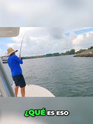 ¡Increíble Pesca: Tiburones y Yacos en Acción! En este emocionante video, exploramos la llegada del pesquero y la acción detrás de las redes. ¡Descubre los tiburones y yacos que han captado nuestra atención! No te pierdas esta aventura marina repleta de sorpresas. #PescaDeTiburones #Yacos #AventuraMarina #PescaActiva #TiburonesEnAcción #MaravillasDelMar #PescaDeportiva #VidaMarina #AventurasDePesca #ExploraciónMarina