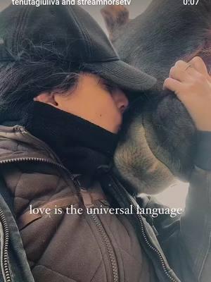 ❤️‍🩹 l’amore è un linguaggio universale. Guarisce le ferite dello spirito, di chi lo dona e di chi lo riceve. Nutre speranza e salda le relazioni. L’Amore è via, verità e vita. 🧸 il grande Orso ama lasciarsi coccolare e a modo suo ricambia sempre, anche se non sempre è consapevole della sua stazza 🐴 venite a conoscere Orso e i suoi amici, ultima settimana estiva disponibile ✍🏼 scriveteci in direct per qualsiasi info 🧸❤️‍🩹🧸❤️‍🩹🧸❤️‍🩹🧸❤️‍🩹🧸❤️‍🩹🧸 🥰🎥 @tenutagiuliva  #tenutagiuliva #agriturismo #casevacanze #cuddles #Love #animallove #animallovers #cuddling #horsecuddles #sweetnessoverload #horses #horsesofinstagram #horselove #horselovers #italy #drafthorse #caitpr #italiandrafthorse #italianhorse #horseholidayfarm #horsevacation #vacationrental #holidayfarm #farm #slowfarm #vitalenta #amore #amoreperglianimali #cavalloagricoloitalianotiropesanterapido #vitaincampagna