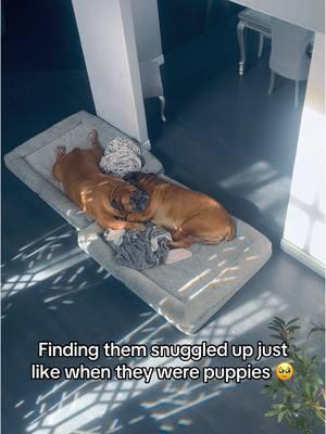 Wombmates > roommates  . . #bonded #littermates #maximusandmorpheus #connected #boerboels #boerboelsoftiktok #wombmates #brothers #dogs #dogsoftiktok #dogsofttiktok #dogsoftiktokviral #snuggledup #snugglebuddy #bigdogsoftiktok #bigdogs #bigdoglove #doglovers #doglove #cozy #snugglepuppy #aww #🥹 #meltmyheart #brotherlylove #cuteanimals #cuteanimalvideos #dogtok 