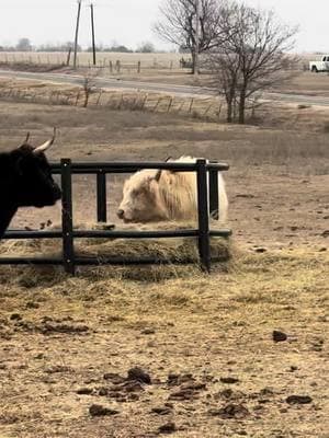 When that cold weather hits in Oklahoma! #tripleHRanch #minidonkey #donkeysoftiktok #fypage #farmlife 