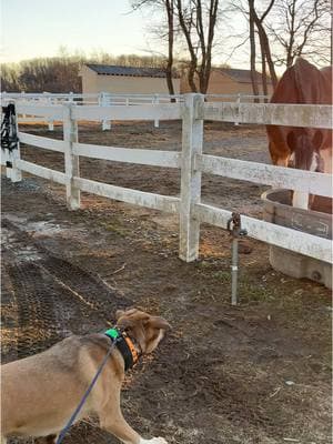 that’s a big mf dog  #fyp #dogsoftiktok #dogs #dogsandhorses #horses #horsesoftiktok #clydesdale #mountedpolice 