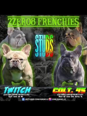 2Z8F 2 working males. Amazing Pedigree, great structure, health tested, and BOTH PROVEN PRODUCERS! Twitch is super small and thick! He is an ABKC Champion Luther son 🩸. Colt is a gorgeous thick El Camino son 🩸. #stud #dogsoftiktok #dogsofinstagram #frenchielife #foryourpage #viraltiktok #fyppppppppppppppppppppppp #foryoupage #tik_tok #fyp #frenchiesoftiktok #frenchbulldogsoftiktok #frenchiesofinstagram #frenchie #viralvideo #frenchiestud #frenchbulldogstud #studserviceavailable #lilactrindle #chanpion 