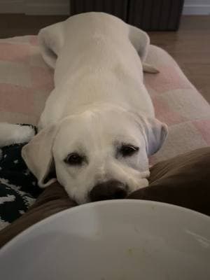 Mom can I have a bite please 🥹 #purebredgoodboy #baker #whitelab #labrador #labsoftiktok #sassydog #bakerboy #canihaveabite #beggin 