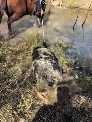 #curdogs #ranchhorse #cowgirlshit #southeasttx #hogdog 