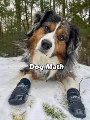 Winston is a mathematician. 🧮 Like Winston’s shoes? Winston is wearing Air Pup dog shoes to protect his paws from hot pavement, cold temperatures, ice salt, broken glass, needles, chemicals, dirt, germs, allergens, sharp rocks, thorns, and foxtails. 🐾👟 . .   #airpup #dogshoes #dogboots #doghumor #australianshepherd 