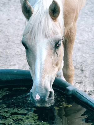 Trigger man turned 27 this year. I got him when I was 12 & he was 8. I am 31 now. We didnt get to run barrels very long but he has been with me a long time & he isnt going anywhere... I am thankful to still have him in my life..🤍🤍 I took this video a couple years ago with my camera…🥺 #fyp #fyp #fypage #trigger #horsesoftiktok #horsegirl #horses #quarterhorse #seniorhorse #myoldman #candidvideo #myman #myboy #blessed #thankful #godisgood #ilovehim #grateful #takemeback #oldhorse #horselover #homesweethome #sohandsome