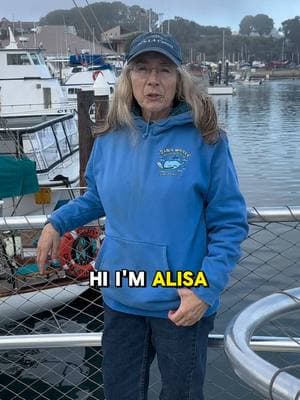 Exciting news from expert Alisa Schulman-Janiger! Our recent Killer Whale sighting off the coast of Newport & Laguna Beach had Alisa, lead researcher at the California Killer Whale Project, sharing her insights. 🔬 Alisa is a true authority on ORCAS in our waters and also heads the ACS-LA Gray Whale Census and Behavior Project at Pt. Vicente. Make sure to follow @orcawatcher2 for daily updates! #WhaleWatching #KillerWhales #OrcaSightings #DanaWharf #CaliforniaWhales #WhaleResearch #OceanConservation  