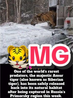 Stay out of the way! 😳 #Tiger #Tigerrelease #Nature #amurtiger #amur #SiberianTiger #News #Russia