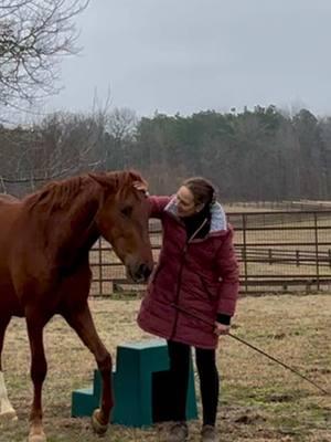 Ozymandias 2,5 coming 3 year old Cruzado . #mountingblocktraining #parking #coltstarting #cruzado #gingerbaby 