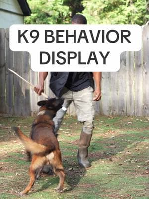 K9 Behavior Display program coming soon! #calvinwilbon #dogeducation #dogsoftiktok #dogknowledge #dogsmart #dogsoftiktokviral #dogsvideo #dogcommunication #dogschool #dogwhisperer #dogcommunicator #dogsofinstagram #viral #fyp #trend #trending #trendingreels #viral #foryoupage