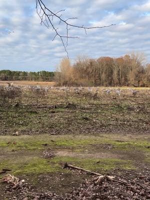 Found a field full of dinosaurs.. #sandhillcrane #cranes #Outdoors #outdoorsman #nature #greatoutdoors #foryou #abcxyz #conservation #wildlife #waterfowler #ribeye #pterodactyl 