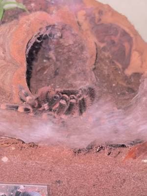 I was 2 seconds to late!!  I’ve never seen any tarantula flip over to molt until a few days ago. I so wish I would’ve gotten the whole thing on video  #tarantulasoftiktok #tarantula #spider #tarantulamolting #brazilianwhitekneetarantula #spidersoftiktok #weirdpets 