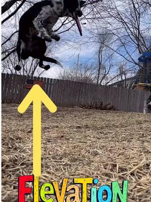 Can’t stop, won’t stop.  #discdog #frisbeedog #discgolf #fyp #foryou #dogs #davidwallace #wally #elevation #frisbee 