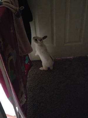 poor baby wants to go back to his first room. #bunbun #lionhead #bunny #bonbon #fypシ #fyp 