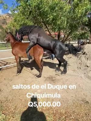 #duque #rancholaslomaschiquimula  #saltos #Chiquimula #Guatemala #desfilehipico #williapinto #fyp #viralvideo 