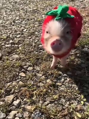 #pig #piglet #pigs #cutepigs#cute#cuteanimals#animals#farm#farmanimals#babyanimals#piggy#pigsoftiktok #repost #funny#hilarious#cute#adorable#adorablepets#pet#petpig#foryou#fyp#trending#tiktok#PetsOfTikTok #family#cool#funny#relaxing#bestofpigs#pig#Love#happy#joy#cuteness#cutenessoverloaded #babypig#babypigs 