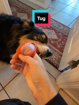 #tug #dogs #bathroom #follow #tips #fyp 