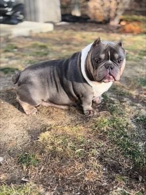 Emo G😈 #exoticbullie #exoticbully #nanobully #ukcbullies #bullybreeds #bullybreed #microexoticbullys #microexoticbully 🌈🐶🦍👿🐶💎  #reels #explore #viral #explorerpage #frenchie #frenchiepuppys #exoticbullies #exoticdogs #designerdogs #designerbullies  #muscle #dogof #exoticbullie #exoticbully #nanobully #ukcbullies #bullybreeds #bullybreed #microexoticbullys #microexoticbully applyingpressure #bxobullyz #pitbull #terrier #Ape #foryoupage #upcoming #puppylove #fypシ #exotic #dogsoftiktok #super #exoticbulldogs #microexoticbully #baby #animals #dogs #fypage #exoticbullypuppies #exoticbully #miagiblood #giagibloodline #giagiblood #gqblood #loccolottoxbape🌈🐶🦍👿🐶💎 #loccolotto #bape #bapeblood #bapebloodline 