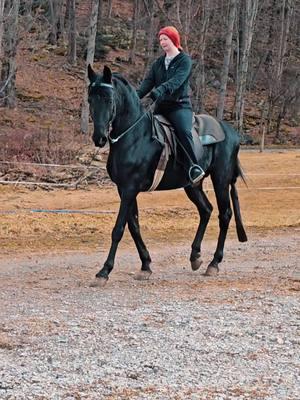 #kegshod #horses #gaitedhorses #rackinghorse #stallion #horsesoftiktok #@Madison|Equestrian #Fetch 