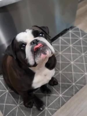 I mean how do you ever ignore this face? Credit: @vulcanandvesta_bulldogs  . . . . . . . . . #englishbulldog #bulldog #englishbulldogsoftiktok❤️👑 #englishbulldogpuppies #englishbulldogpuppiesoftiktok #englishbulldogsoftiktok❤️ #englishbulldoglovers #englishbulldogpuppy #englishbulldoglife #englishbulldogpuppie #englishbulldogloves #bulldogoftiktokbulldog #englishoftheday 