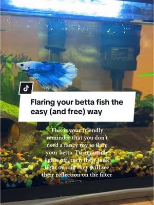 That’s why I have a napkin on the outside 😝 otherwise Leo be getting hyped 24 hours a day in that lil’ spot #fishtok #bettafish #bettatok #bettasoftiktok #bettatank 