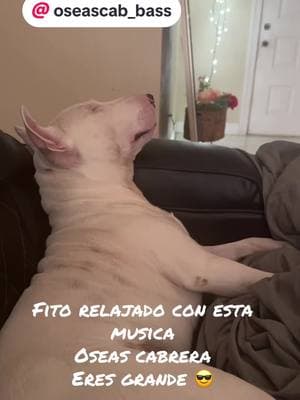 #fido #viraltiktok #bullterrier#durmiendo #conestilo #@oseascab_bass #elmejor #bajista #🫶🏻