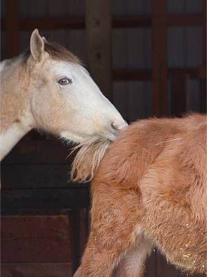 Iceman saw the camera and thought, ‘Hold on, let me go get my sidekick!’ 😁 Goose wasn’t ready for his closeup, but Iceman wasn’t taking no for an answer. We all need a friend like him! 📸 🤣 #mule #BestFriends #socute #bestfriendsforever #mules #animallovers #horselover #horselove #friendship #adorable #animalfriends #funnyvideos #horsereels #caughtoncamera #bffs #inseparable #funnyanimals