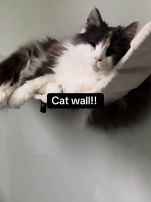 Adding to our cat wall! #catwall #catsoftiktok #cats 