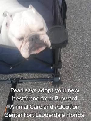 don't you want a Pearl of your very own? adoptions are free! the shelter is full!! fostering is free! Broward Animal Care and Adoption Center Fort Lauderdale Florida #bullybreedsoftiktok #shelterdogsoftiktok #adoptdontshop #rescueismyfavoritebreed #shelterdog #bullybreeds #fosteringsaveslives #englishbulldogsoftiktok 