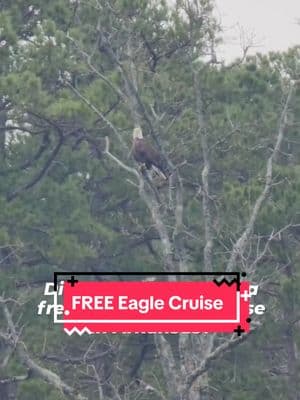 It's eagle watch season in Arkansas! 🦅  (Info 👇)   Did you know eagles come to Arkansas for the winter? You can spot them all over the place, but there are 3 Arkansas Stare Parks that offer Eagle Watch Cruises, and one of them is FREE!!    Free Eagle Watch Cruise 📍 Lake Dardanelle State Park Russellville, Arkansas 🛥Must call and book a reservation!!    Other Eagle Watch Cruises 📍 Degray Lake State Park 📍 Lake Ouachita State Park 🎟 Adults - $14 Kids 6-12 - $6 6 and under are free Call the Visitor's Center of each Park to purchase tickets   Follow Arkie Travels for more adventures!! 👏    #eagles #Arkansas #eagle #arkansasoutdoors #boattrip Fun things to do places to go in winter family kid friendly weekend roadtrip adventure staycation