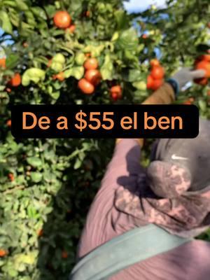 #fypシ #fyp #enparati #fypppp #yourpage #fupage #fypシ゚viral #cosechas #mandarina #trending #tiktok #fyp 