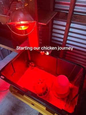 Super excited!! I love my babies already ❤️🥺🐥  #chickenmom #newhomesteader #beginnerhomesteader #backyardchickens #chickencoop #babychicks #1weekoldchicks #chickbrooder 