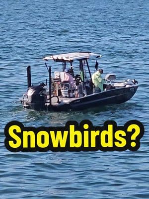 SCREAMS Snowbird 🤣 Who knows, maybe I'm wrong! What do you guys think?  #fishing #fishingtampabay #tampabayfishing #snowbird #fishingtiktoks #fishingcharter #fishingforbeginners #fishingtips #skywayfishingpier 