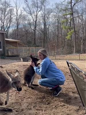 #wallaby #rat #mywildlife #workhorsefarm #feisty #sourpatchkid #silly 