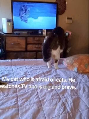 the last one#cat #cats #cutecat #catlover #catsoftiktok #fyp #foryou #foryoupage #funny #fypシ #funnycat #funnyvideos #funnytiktok #funnyanimals #kitty 