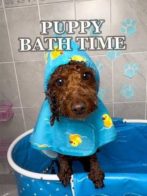 It’s puppy bath time 🫧🛁 #puppy #puppybath  #dogbath #puppyroutine #oddlysatisfying #asmr #asmrsounds #cutepuppy #poodle #poodlesoftiktok #puppybathroutine #foryou #fyp #fypppppppppppppppppppp