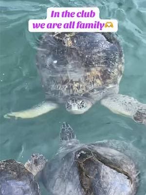 Our permanent residents love meeting all the new patients! They are non-releasable due to a variety of medical reasons, so they have a permanent home here at The Turtle Hospital!🐢💕 #intheclub #weallfam #trending #trend #viral #fyp #turtlehospitalmarathon #seaturtle #savetheturtles #seaturtlehospital #theturtlehospital #rescue #rehab #release #animalsoftiktok #animals #turtle #floridakeys #florida #animalrescue 