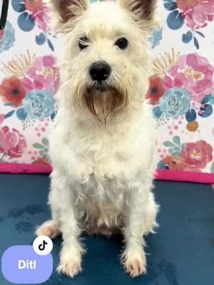 Back when I was 16 weeks, now I’m 37 💖 #groomer #doggroomer #doggrooming #haircut #doghaircut #dogbathing #schnauzer #maltese #doodle #goldendoodle 