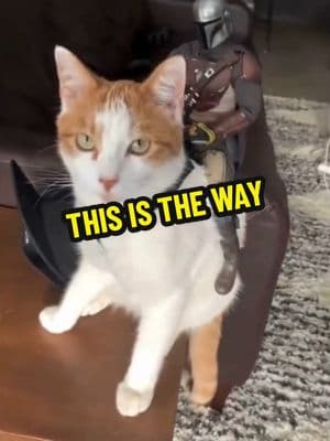 This is the way.   #thisistheway #themandalorian #cat #kitty #sw247 #starwars24seven #mandalore #ihavespoken #mandalore #catsoftiktok #cats #themandalorianandgrogu 