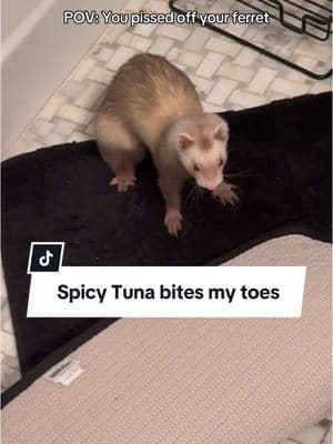 The spiciest Tuna to ever live #tuna#tunahaul#ferret#ferretsoftiktok#ferrettok#pets#fyp#foryou#foryoupage#animaltok#dogtok#cattok#babytok#toddler#momtok#momlife#dogsoftiktok#funnyanimals#funnypets#animalvoiceovers#voiceover#southerngirl#PetsOfTikTok#zoo#Home#house#clothes#wildlife#wildliferehab#georgia#southgeorgia #baby#toddler#momhack