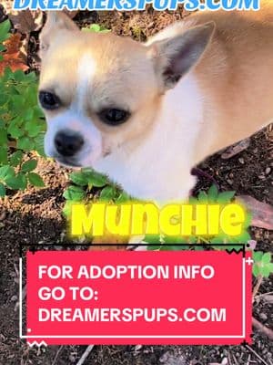 FOR ADOPTION OPTIONS MESSAGE US @DREAMERSPUPS.COM #CHIHUAHUALOVERS #CHIHUAHUADOGS #CHIHUAHUATOK #CHIHUAHUATIKTOK #DREAMERSPUPS.COM 