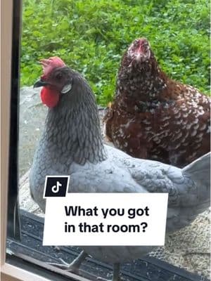 They won’t let me pick them up; they stare me down instead. #fypシ #whatyoukeepinthathouse #rollout #ludacris #chickens #backyardchickens #homestead #whatyougotinthatroom 