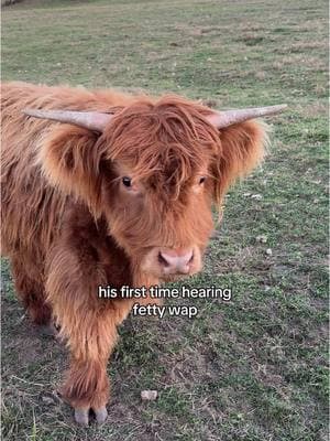 cutie highland cow’s first time hearing fetty wap! very real & not fake at all 👀 #fettywap #highlandcow #highlandcowsoftiktok #highlandcows #cutecows  