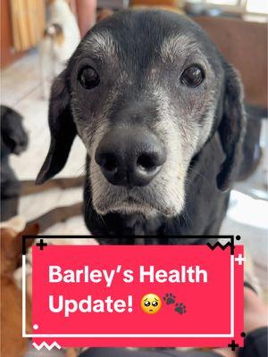 Our Barley has been going through a very challenging time recently, he has been battling pneumonia and lately his health has been taking a turn for the worse. But we know Barley is a fighter and a brave senior, so we need your help today so we can continue to support his healing journey and get him back to chasing his senior family outside. Please use the link in our bio to donate to his ongoing vet visits and hospice care! 🥰🐶 #rescue #dogsoftiktok #seniordog #fyp #rescuedog  #seniordogsoftiktok #dogrescue #wwsds #dogtok #seniordogrescue#adoptdontshop