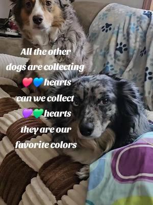 💚💜💚💜 can we collect our favorite color hearts??#dogtok #twistedsisters #dogcommunity #dogsoftiktok #dallymaeemberrae 