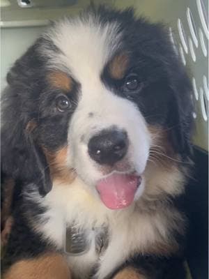 🥰🥰🥰 #bernesemountaindog #bernerpup #cutepuppy #dogbreeds #nashtheberner #puppyday1 