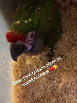 #macawsoftiktok #macaw #parrotslover #militarymacaw #babymacaw #avesdelmundo #viralvideo 