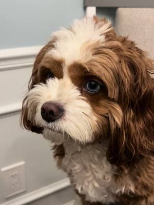 That meal-time stare down #foryou #fyp #fy #f #cavapoomilo #cavapoopuppy #cavapoopuppies #cavapoopuppiesontiktok #cavapoo #cutestcavapoo #cutest #instagram #tiktok #puppiesoftiktok #pup #dog #puppy #viral #viralvideo #usa #japan #italy #romania #brazil #unitedstates #unitedkingdom #texas #losangeles #houseoftiktok #viral #viralvideo #funny #influence #cute 